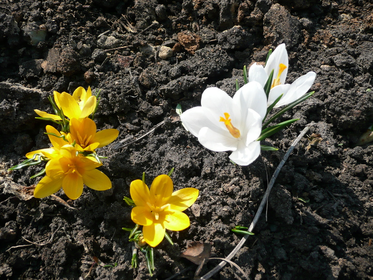 Весна идет...