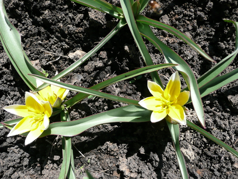 Весна идет...