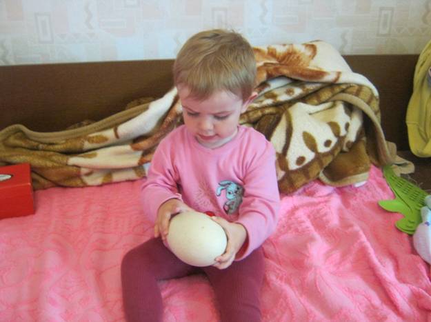 ТД Крокодил