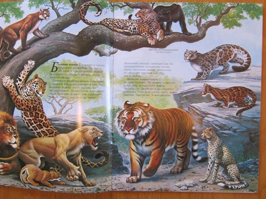 ЁЖИК в тумане…