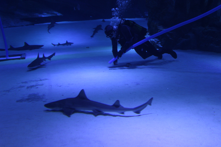 Океанариум в Анталии, водопад Куршунлу и озеро Нилуфер