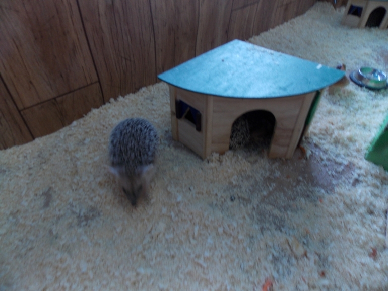 Трогательный зоопарк!