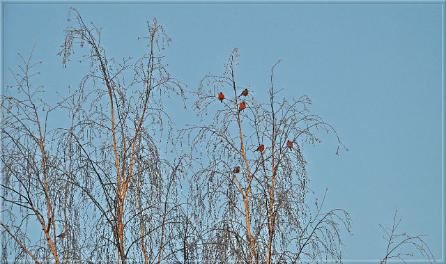 За окошком снегири греют куст рябиновый!!!!