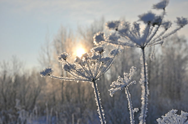 За окошком снегири греют куст рябиновый!!!!