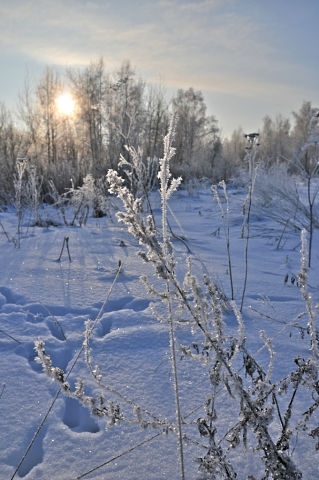 За окошком снегири греют куст рябиновый!!!!