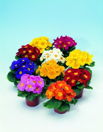 Когда высаживать примулы в ОГ?