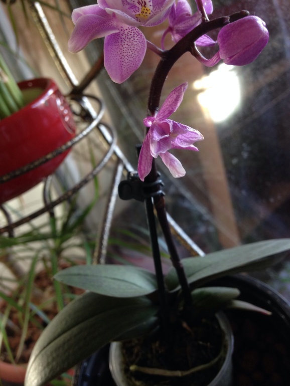 У Орхидеи сохнут цветочки. Так и должно быть?