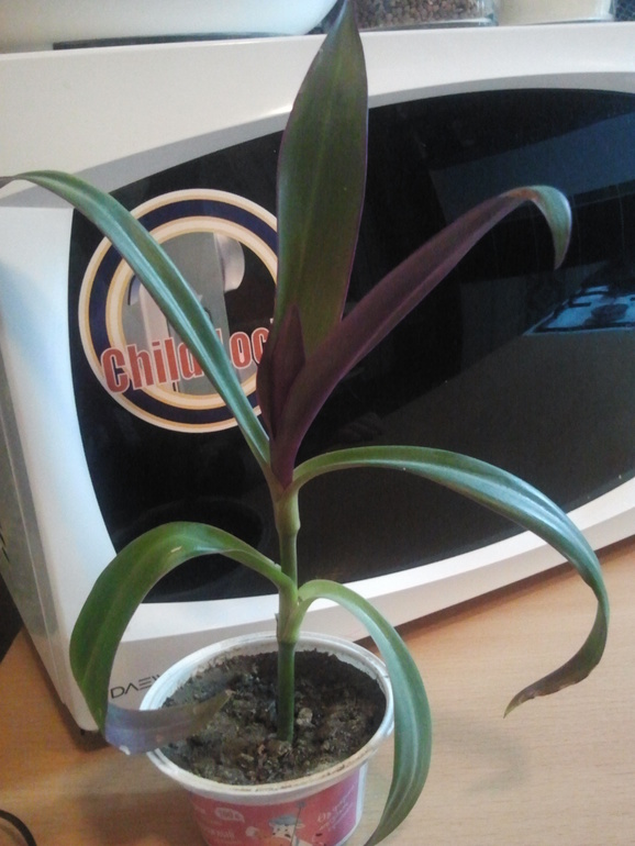 Подскажите какие это цветочки?)