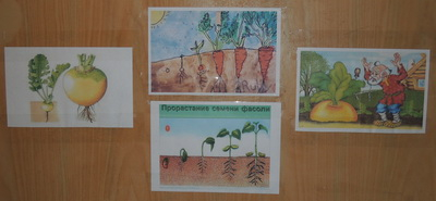 ТН 20 Как растут овощи. 1г 9 мес.