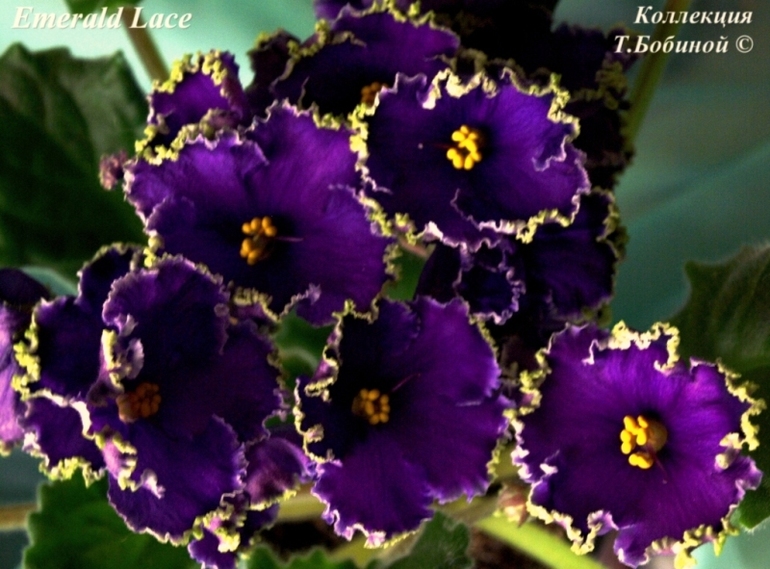 Фиалочная лотерея для Добра!