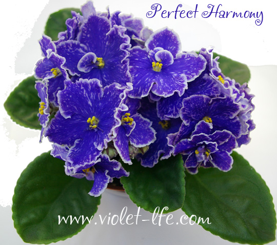 Фиалочная лотерея для Добра!