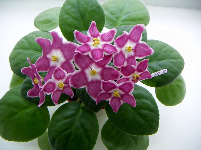 Фиалочная лотерея для Добра!