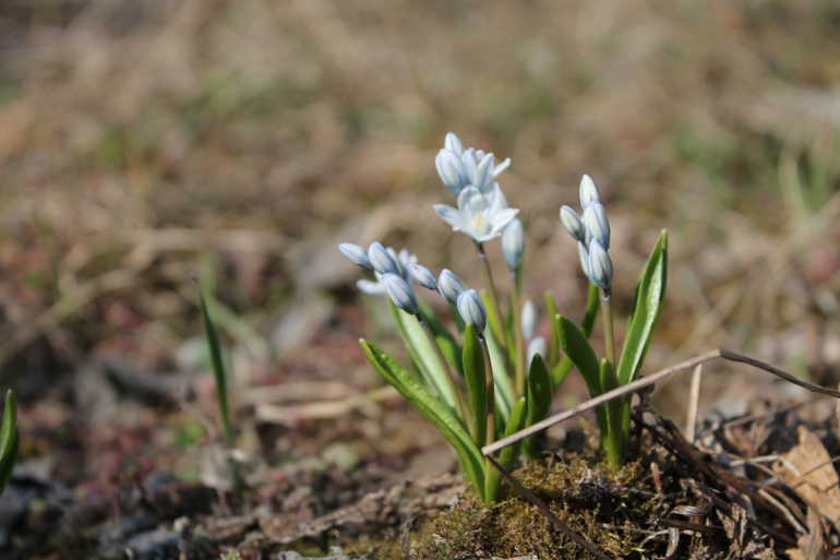 Открыли дачный сезон