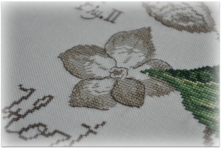 Гортензия, Véronique Enginger