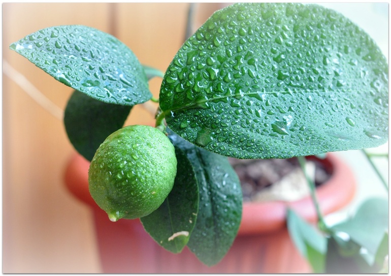 Лето в моей квартире - для конкурса