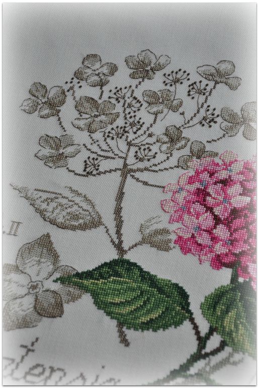 Гортензия, Véronique Enginger