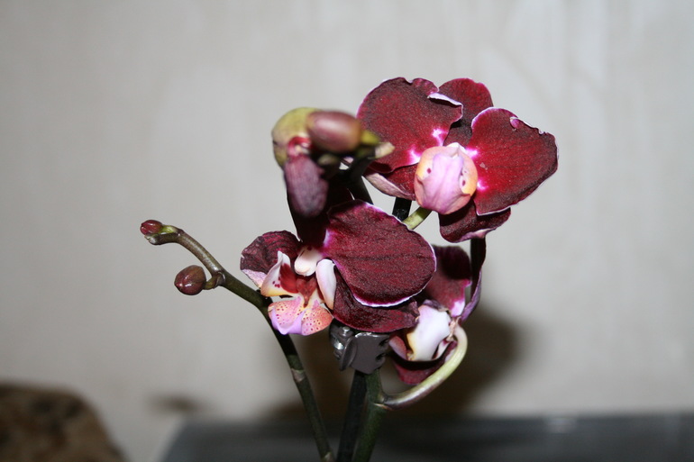 Пополнение в семе. Новая орхидейка. SOS.