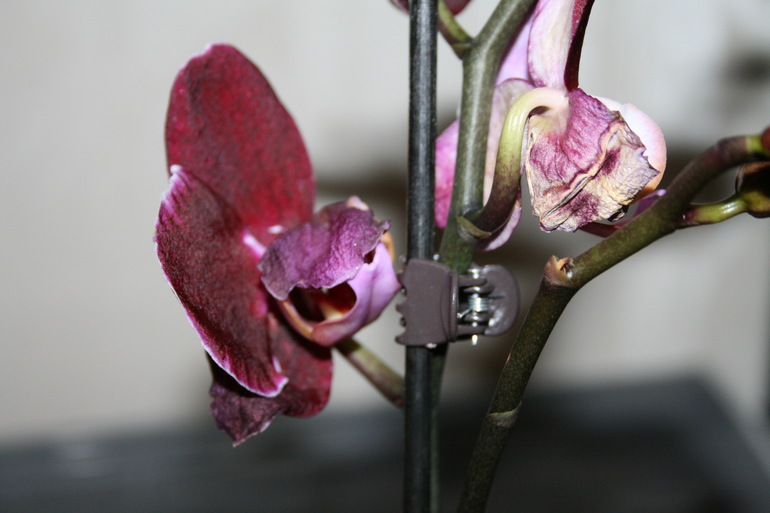 Пополнение в семе. Новая орхидейка. SOS.