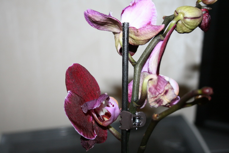 Пополнение в семе. Новая орхидейка. SOS.