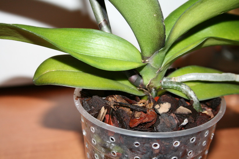 Пополнение в семе. Новая орхидейка. SOS.