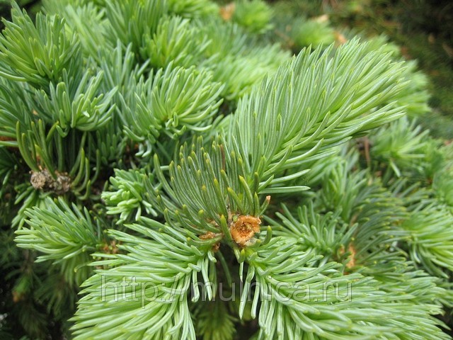 МАГИЧЕСКИЕ СВОЙСТВА ДЕРЕВЬЕВ