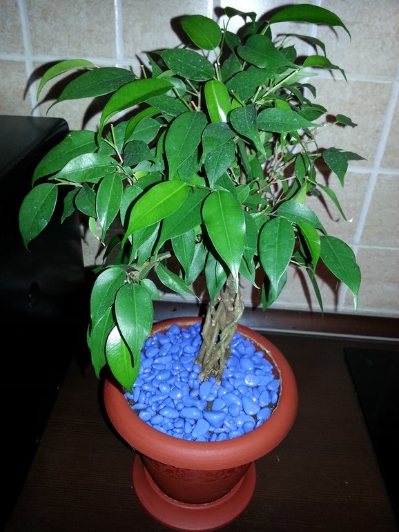 Красавица Наташа