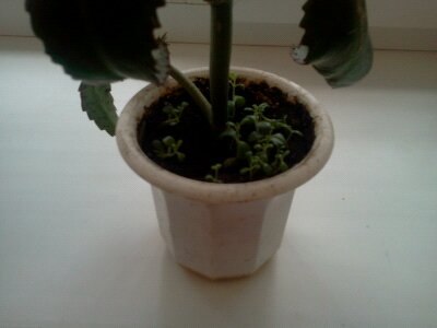 Пересадка растений. Помогите разобраться