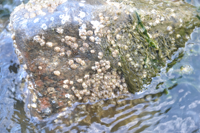 Пляжные игры