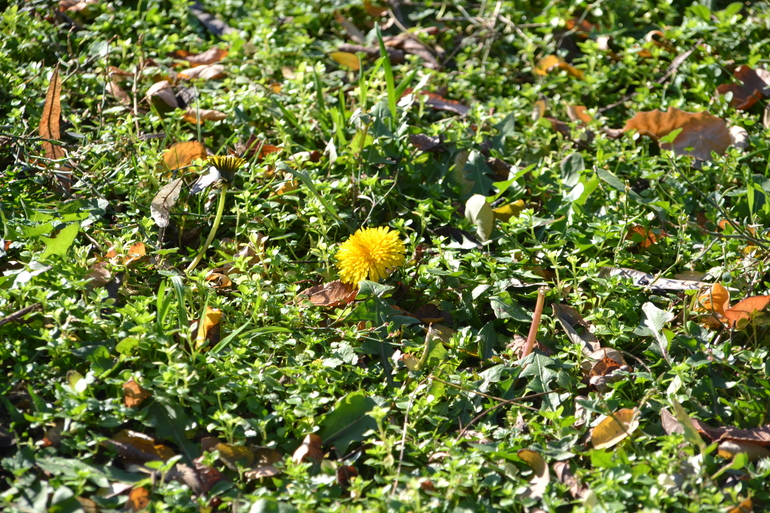 Одуванчики