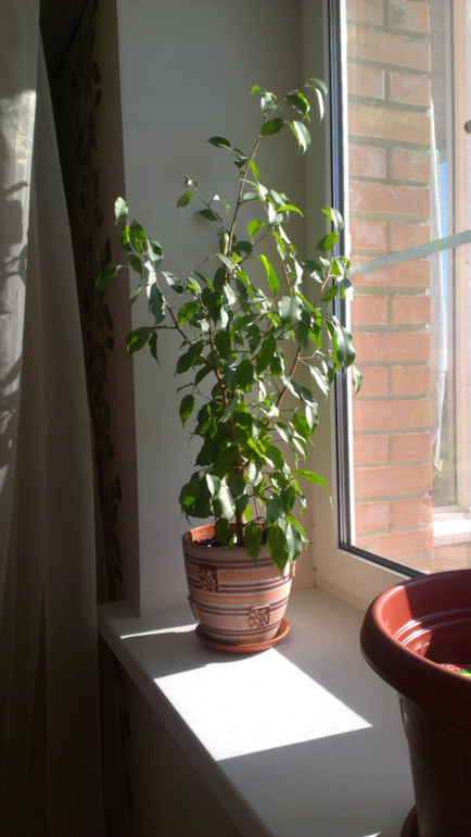 Фикусы - как им придать красивую форму?