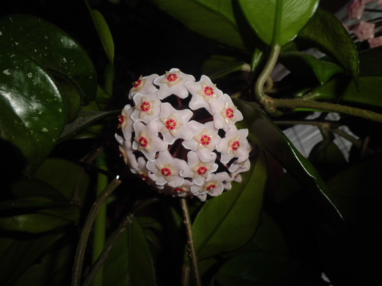 Отростки с корнями. Хойя расцвела!!!