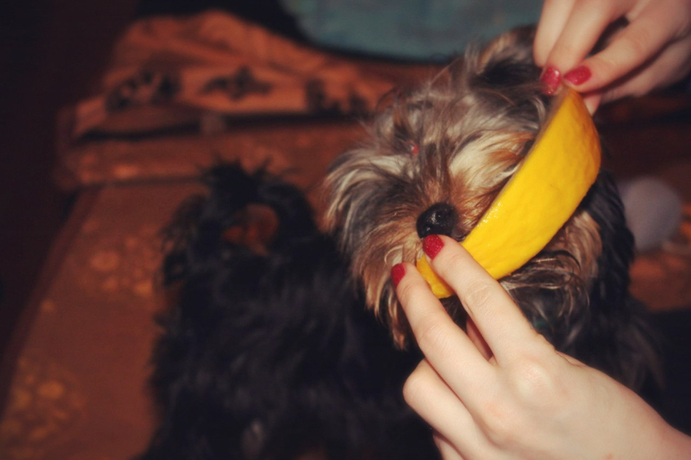 Вот так мы пробовали Дыню)