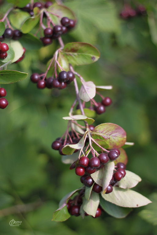 Ягодно-фруктовое