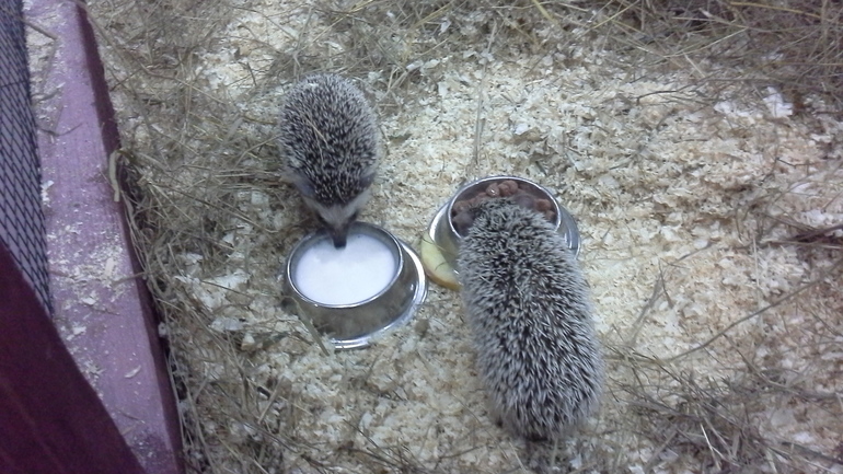 Про Любин ДР