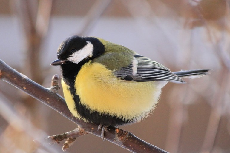 Картинки по запросу зимующие птицы украины