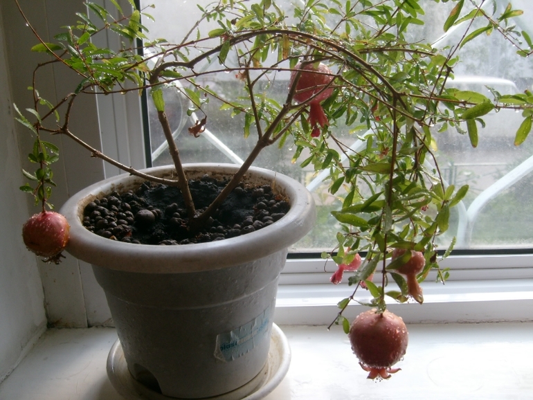 Новая жизнь в Новой квартире с Новыми цветами!!