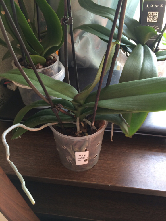 Подскажите девочки...