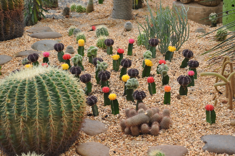 Phuket Botanic Garden