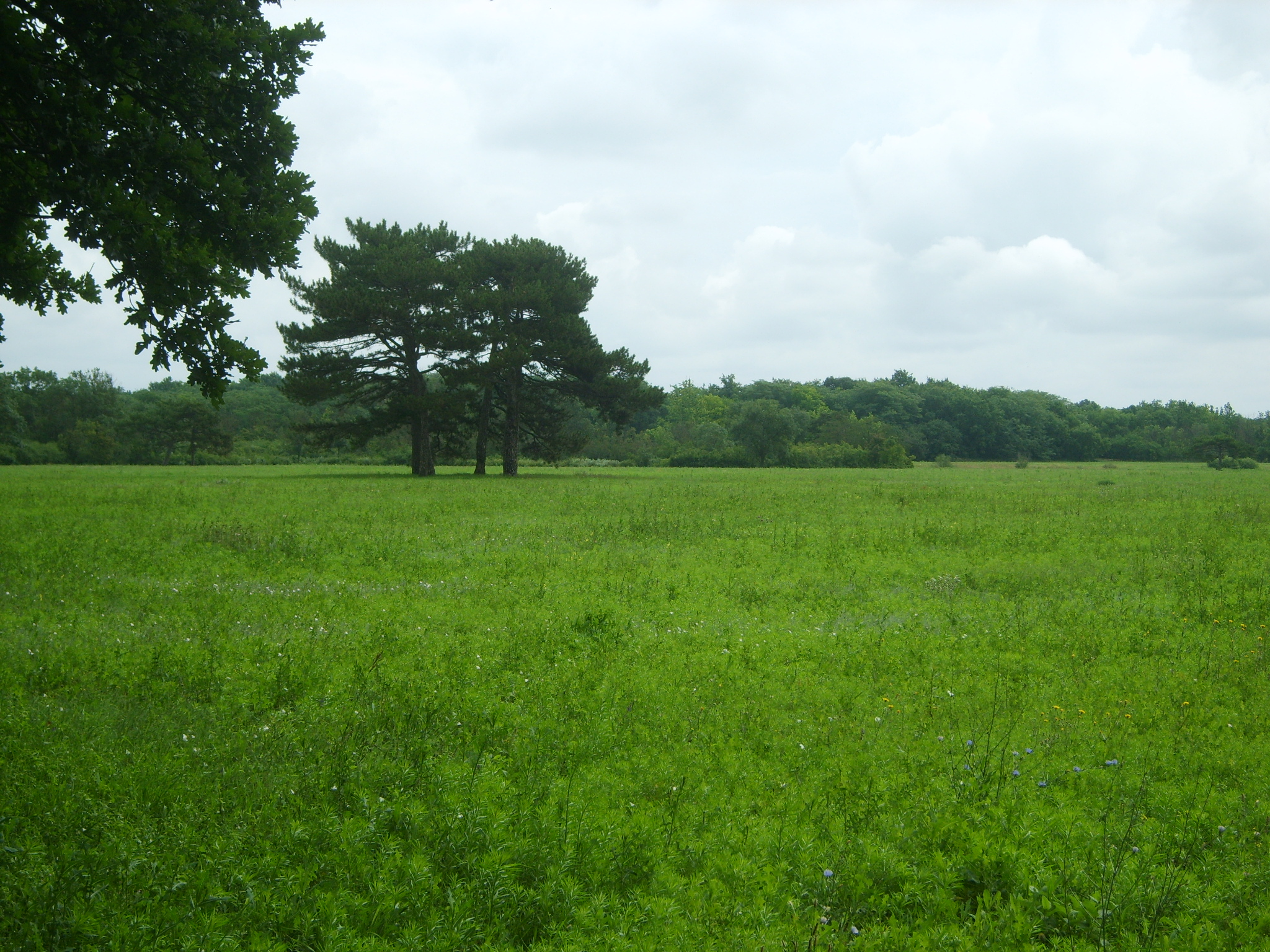 Порт Хорли (Херсонська обл) та Асканія-Нова