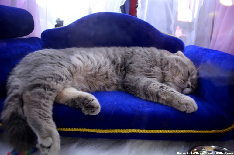 Выставка кошек