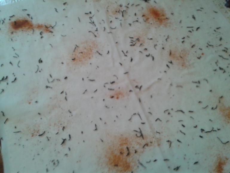 А я покрасила канву))))