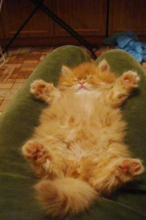 Хроника нашей удивительной повседневной жизни.