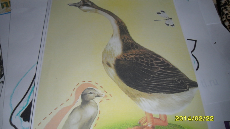 Птицы день1