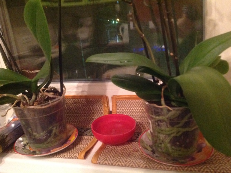 Девчонки, подскажите как пересадить правильно(!) орхидейки!