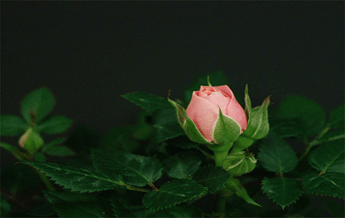 fe5291325e0a23e988aa743e1aa49fa7.gif