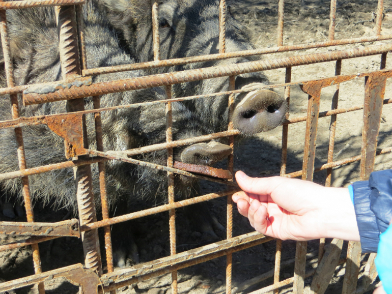 Поездка в частный зоопарк в г. Раменское