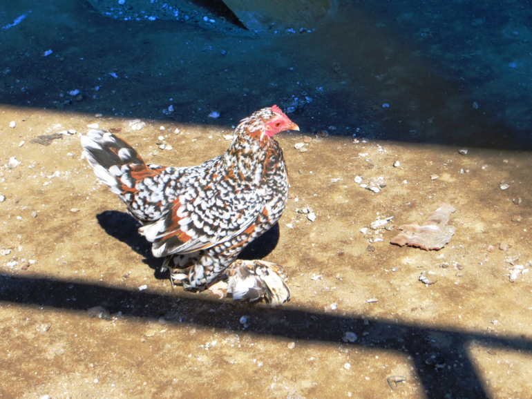 Поездка в частный зоопарк в г. Раменское