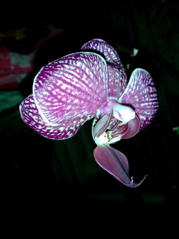 Орхидеус-обыкновенус)))