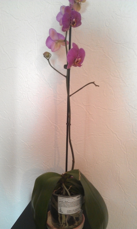 Новые орхидеи - новые вопросы.