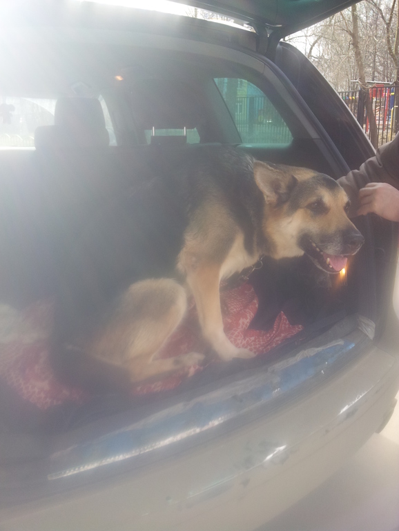 Восточно-Европкйская овчарка, отнялись лапы ПРОДОЛЖЕНИЕ